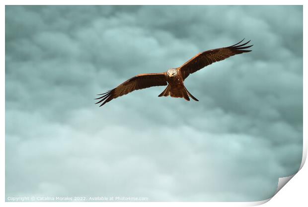 Red Kite in the clouds Print by Catalina Morales