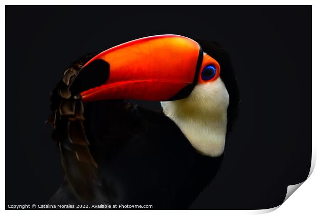 Toco Toucan in the dark Print by Catalina Morales