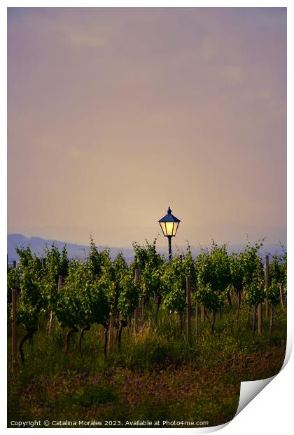 Vineyard with lantern at Sunset Print by Catalina Morales
