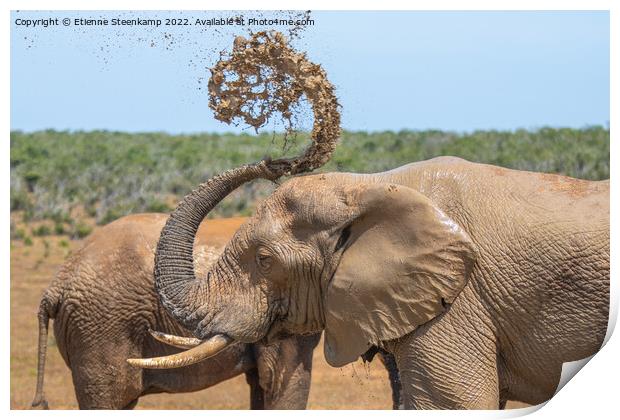 Elephant spraying water Print by Etienne Steenkamp