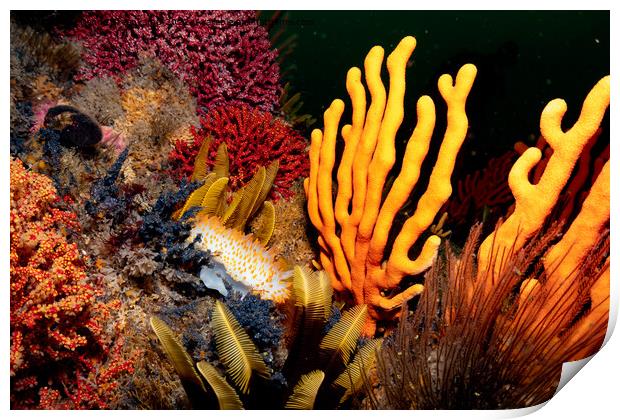 Coral and nudibranch Print by Etienne Steenkamp