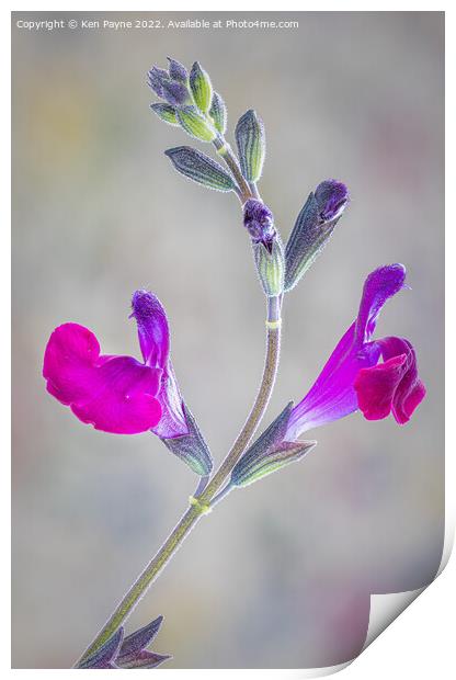 Salvia Closeup Print by Ken Payne