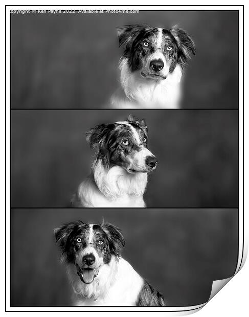A dog looking at the camera Print by Ken Payne