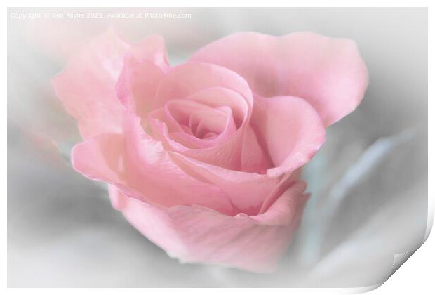 Pink Rose Print by Ken Payne