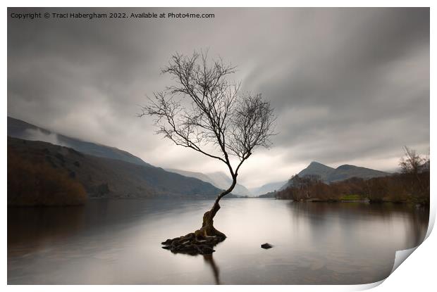 The Lone Tree Print by Traci Habergham