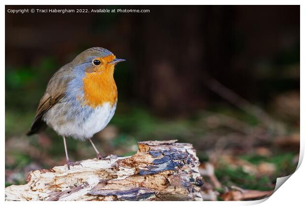 Bobbin the Robin Print by Traci Habergham