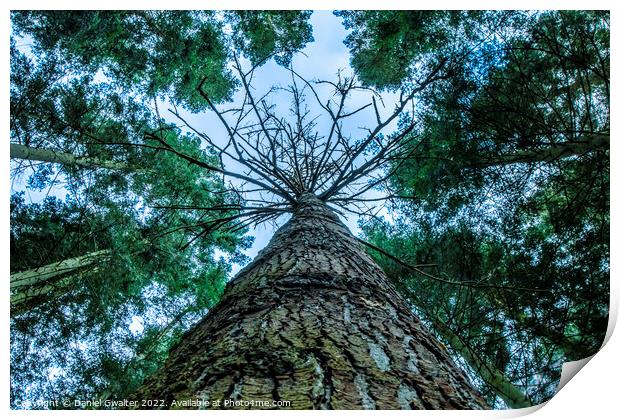 Just Look Up Print by Daniel Gwalter