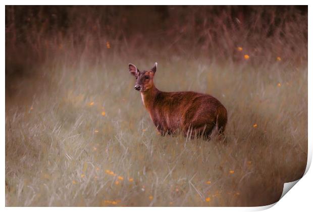 A deer standing in the middle of a field Print by Andy Shackell