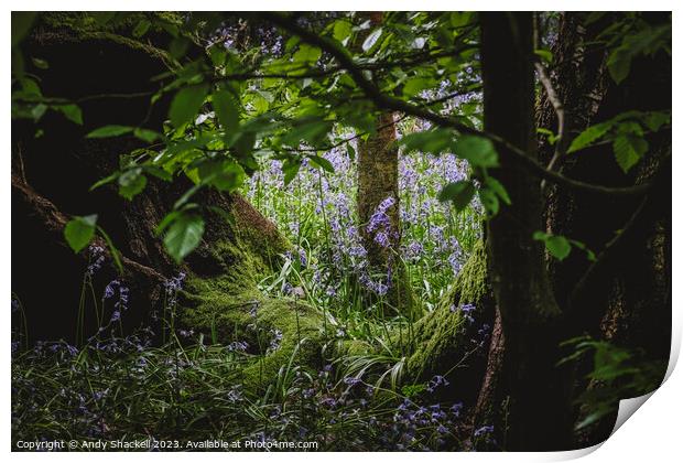 Faerie Glade Print by Andy Shackell