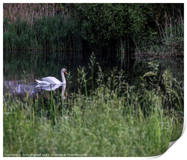 Swan on a river Print by Andy Shackell