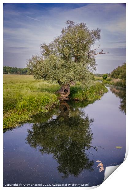 Ancient Willow on the Ouse Print by Andy Shackell