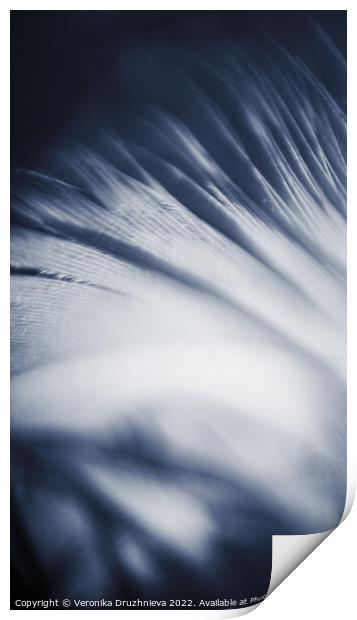 Abstract feather macro in blue Print by Veronika Druzhnieva