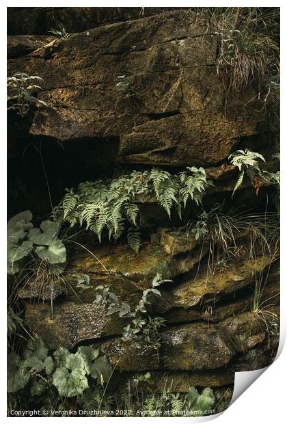 Outdoor stonerock with plants Print by Veronika Druzhnieva