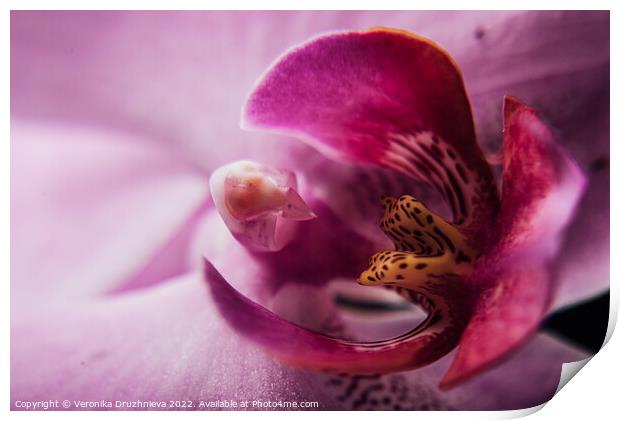 Plant flower. Flora macro petals Print by Veronika Druzhnieva