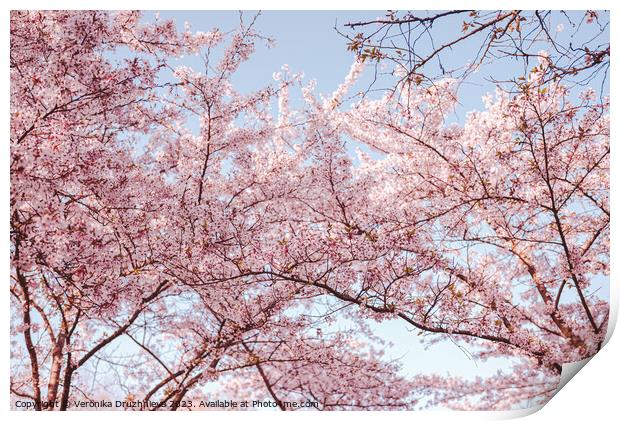 Pink Sakura Blossom in Bloesempark Print by Veronika Druzhnieva