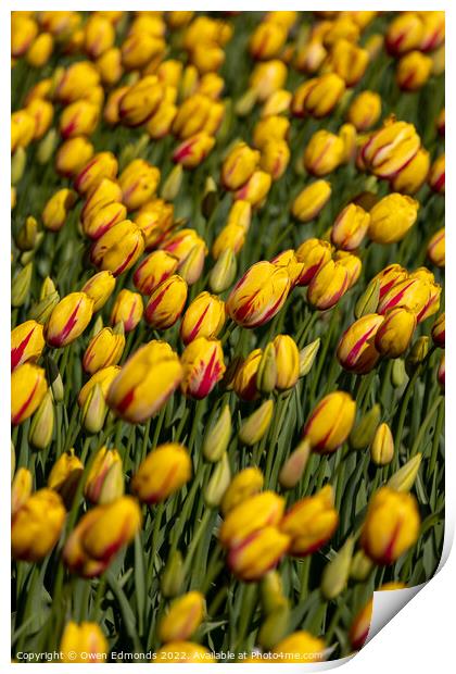 Stunning Yellow and Red Tulips Print by Owen Edmonds