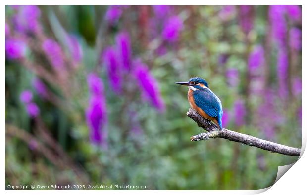 Kingfisher on Perch Print by Owen Edmonds