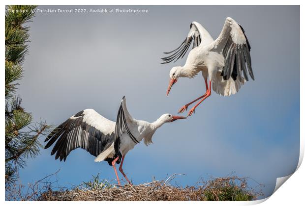 Couple of white stork (ciconia ciconia) in courtship display. Print by Christian Decout
