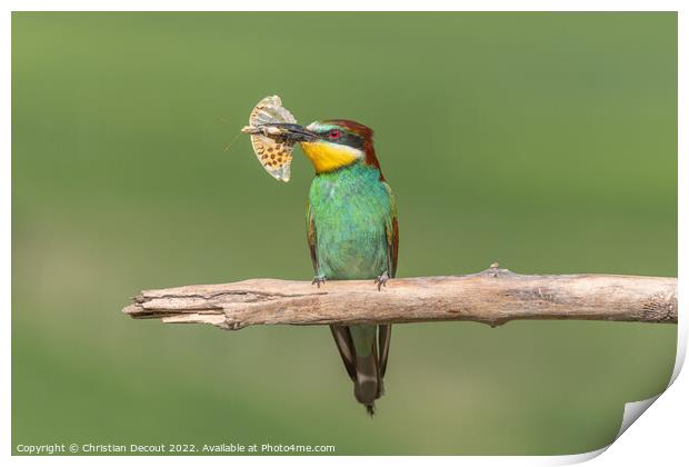 European Bee-eater (Merops apiaster) perched on branch with a butterfly in its beak. Print by Christian Decout