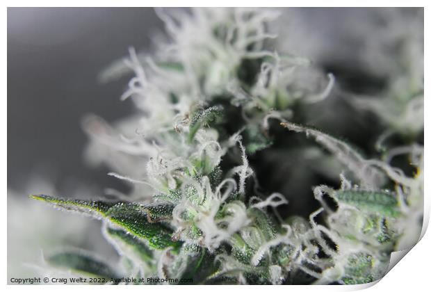 Cannabis Plant in flower Print by Craig Weltz