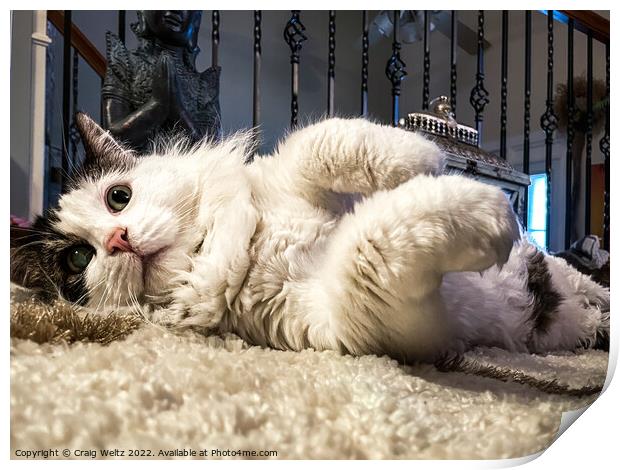 A cat lying on his back  Print by Craig Weltz