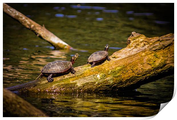 2 Turtles on a log Print by Craig Weltz