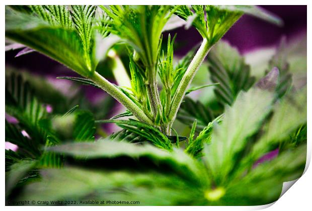 cannabis Plant leaves Print by Craig Weltz