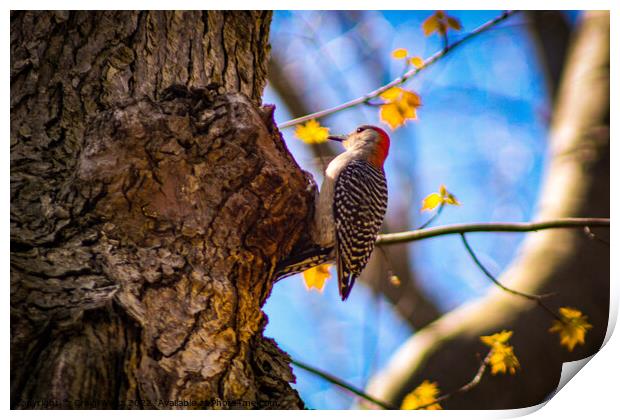 Woodpecker Print by Craig Weltz