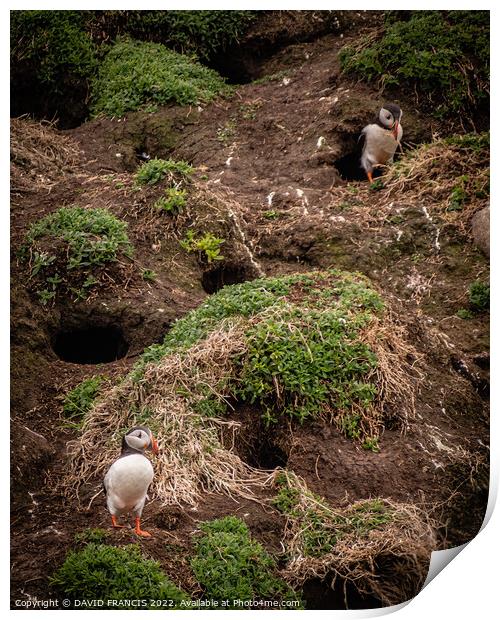 Majestic Puffins on the Isle of May Print by DAVID FRANCIS