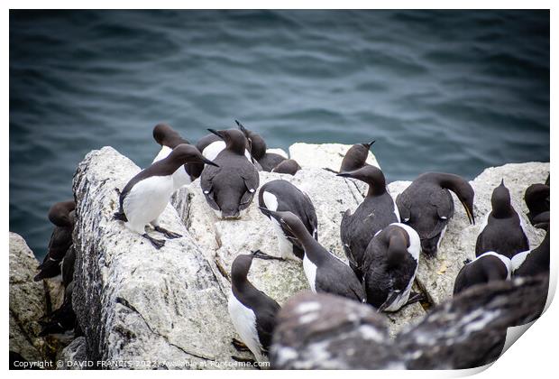 The Majestic Guillemots of Isle of May Print by DAVID FRANCIS