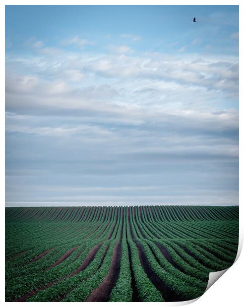 Rolling Hills of Potato Bliss Print by DAVID FRANCIS