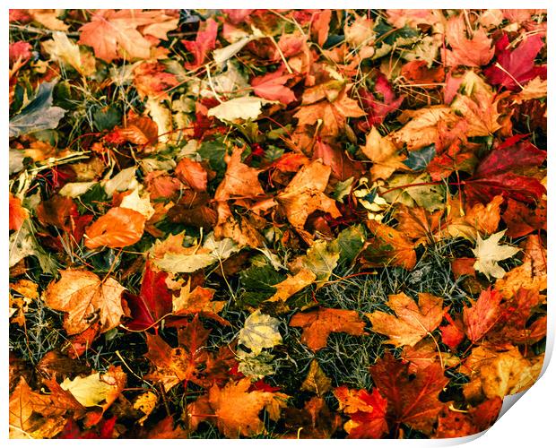 Kaleidoscope of Autumn Leaves Print by DAVID FRANCIS
