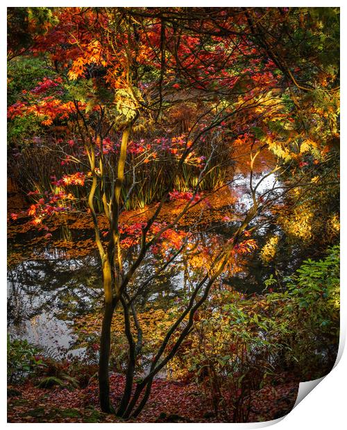Tranquil Autumn Reflections Print by DAVID FRANCIS