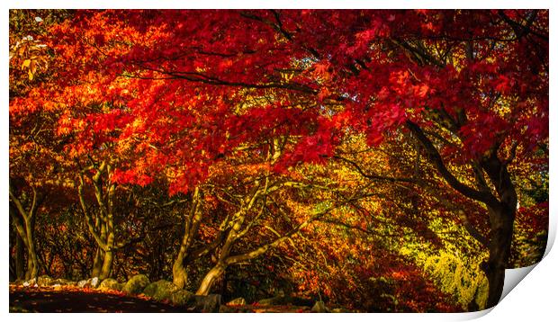 Serene Autumn Oasis Print by DAVID FRANCIS
