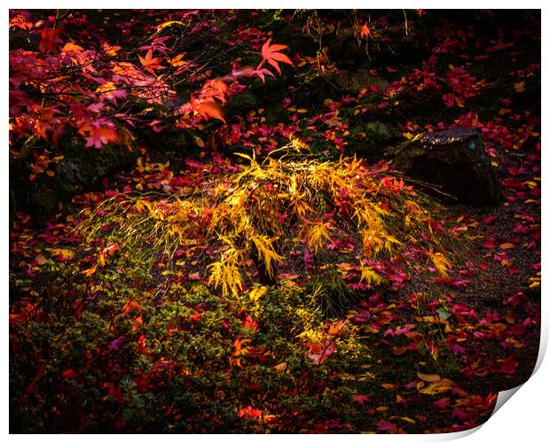 A Symphony of Autumn Colors Print by DAVID FRANCIS