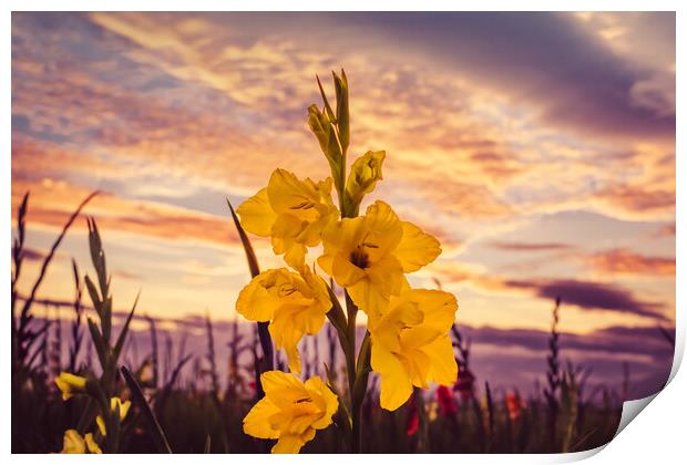 Gladioli Farewell Print by DAVID FRANCIS