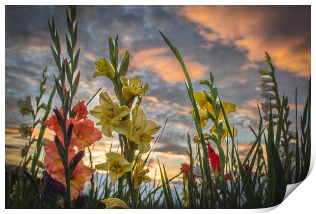 Gladioli Sunset Tribute Print by DAVID FRANCIS