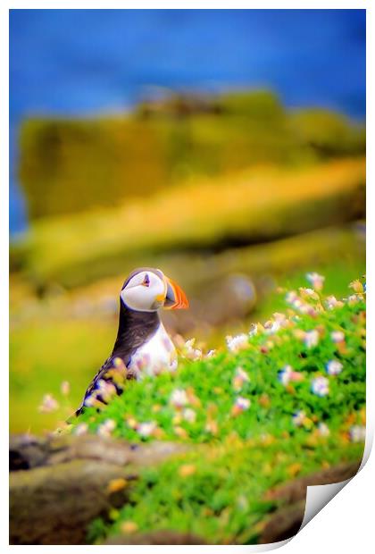 An Atlantic Puffin sits quietly on the Isle of May Print by DAVID FRANCIS