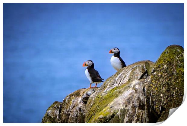 Two Puffins standing proudly on the cliffs Print by DAVID FRANCIS