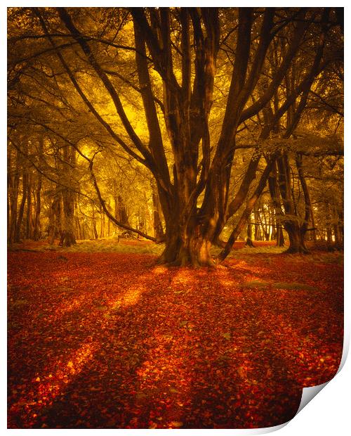 Autumn Sunrise at Ethie Woods in Arbroath Scotland Print by DAVID FRANCIS