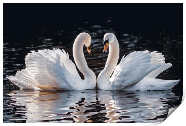 Mute Swans Courtship Love Print by DAVID FRANCIS