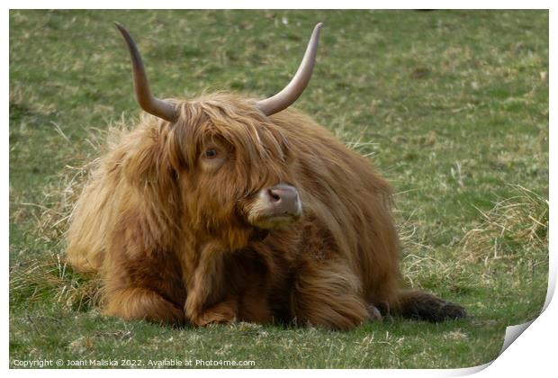 A highland cow sitting in the grass Print by Joani Maliska