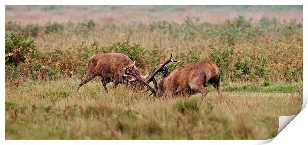 two red deer stags rutting  Print by Anthony miners