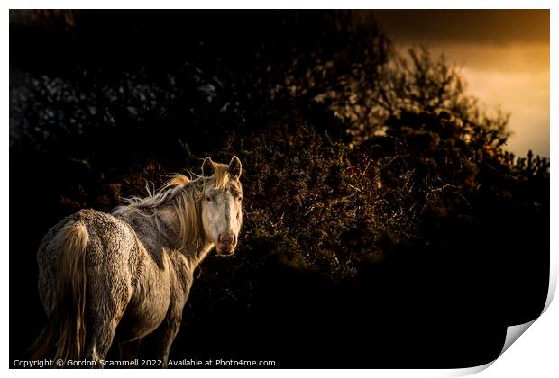 Evening light over an inquisitive Bodmin Pony on B Print by Gordon Scammell