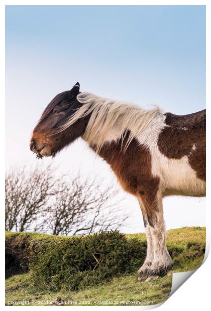 An iconic wild Bodmin Pony grazing on Bodmin Moor  Print by Gordon Scammell