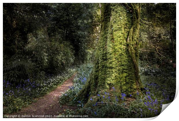 The magical mysterious Penjerrick Gardens in Cornw Print by Gordon Scammell