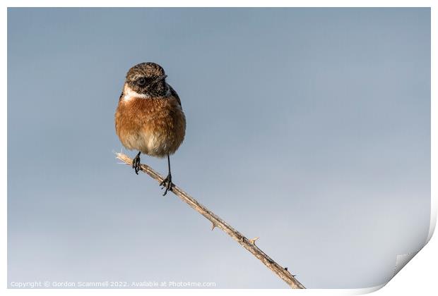 A Stonechat perched on a twig.  Print by Gordon Scammell