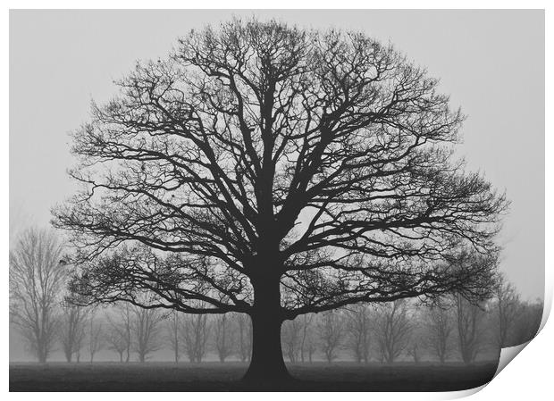 Oak Tree Silhouette Print by Elizabeth Hudson