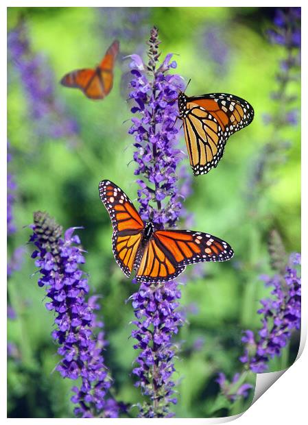 Monarch Butterfly perched on Lavender. Print by Elizabeth Hudson