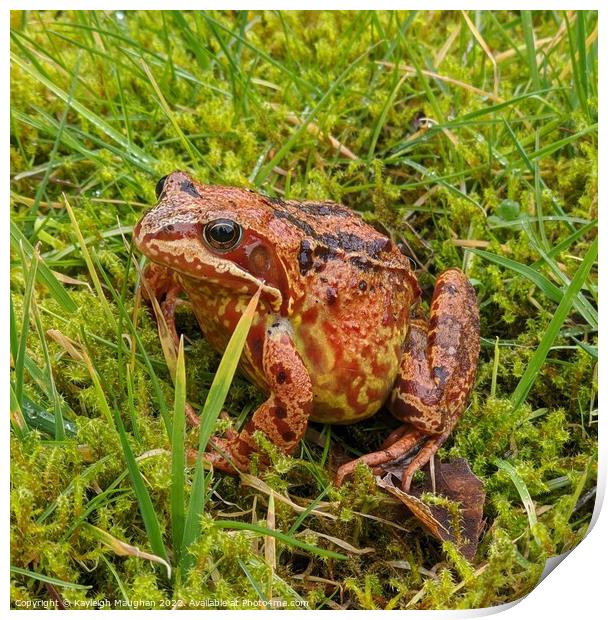 A frog sitting on the grass Print by Kayleigh Maughan